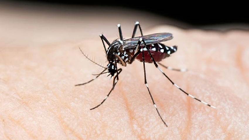 Housewife Dies of Dengue While Undergoing Treatment in Rajshahi